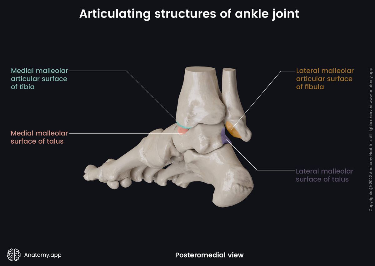 Ankle joint, Bones of leg, Tibia, Fibula, Tarsals, Talus, Articulating structures, Human foot, Foot skeleton, Foot bones, Posteromedial view