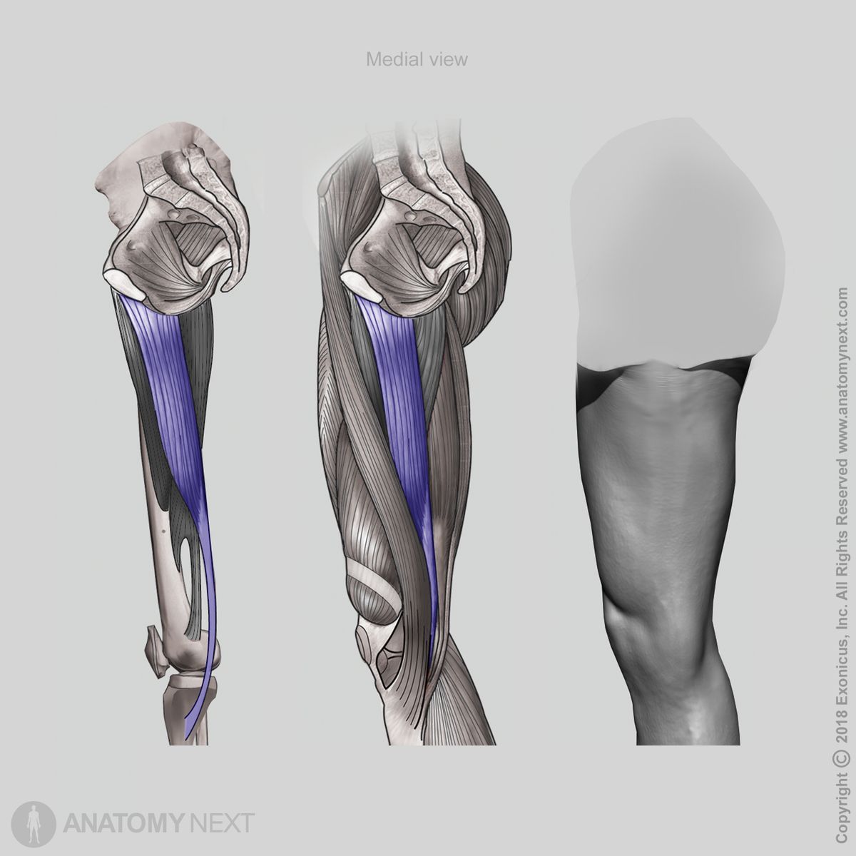 Gracilis, Medial view of gracilis, Thigh adductors, Thigh muscles, Medial compartment muscles, Medial compartment of thigh, Human muscles