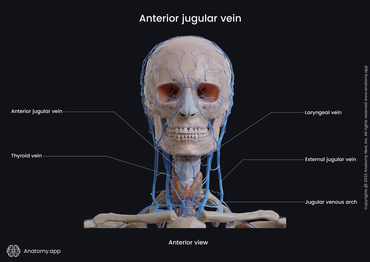 Head and neck veins, Superficial neck veins, Extracranial veins, Anterior jugular vein, Tributaries, Anterior view