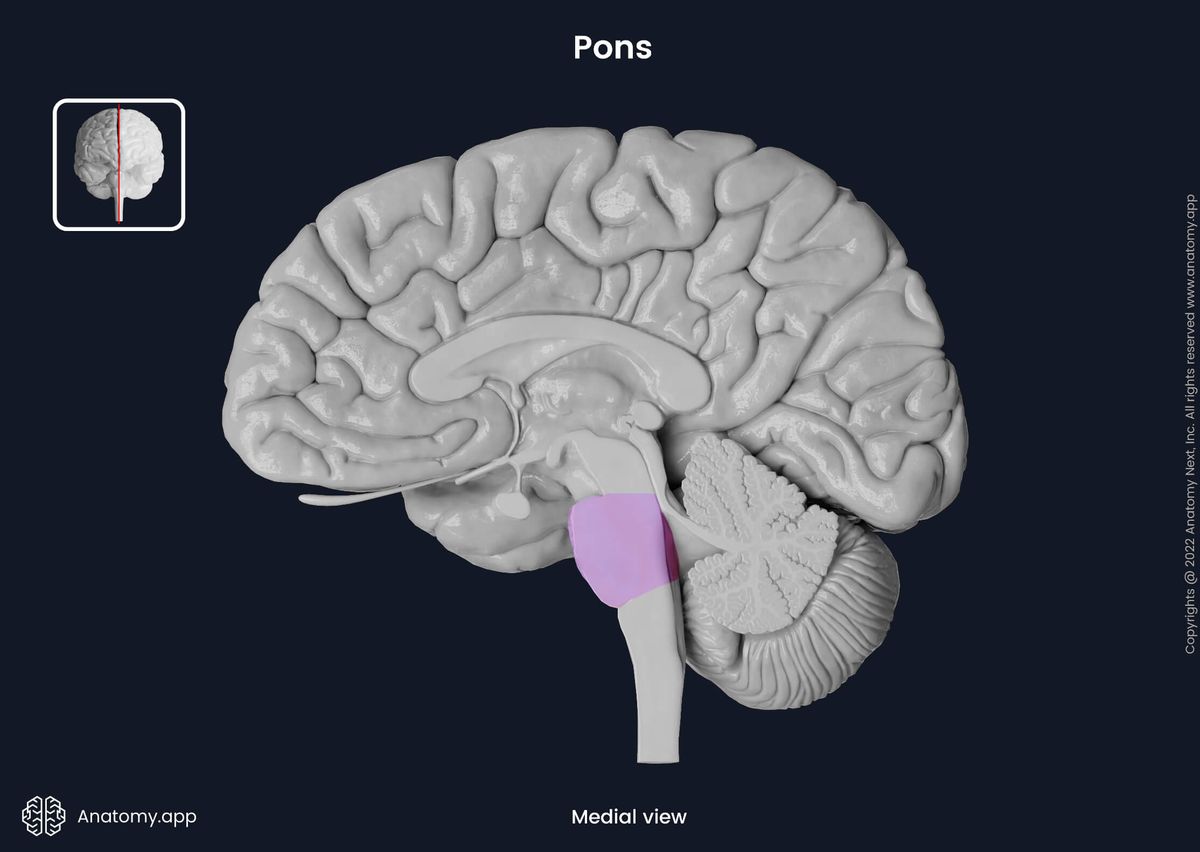 Brain, Sagittal section, Medial view, Brainstem, Pons, Colored pons