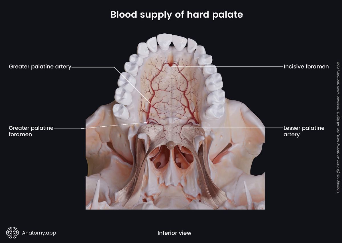 Hard palate, Soft palate, Muscles of palate, Arterial blood supply, Greater palatine artery, Lesser palatine artery, Inferior view, Skull