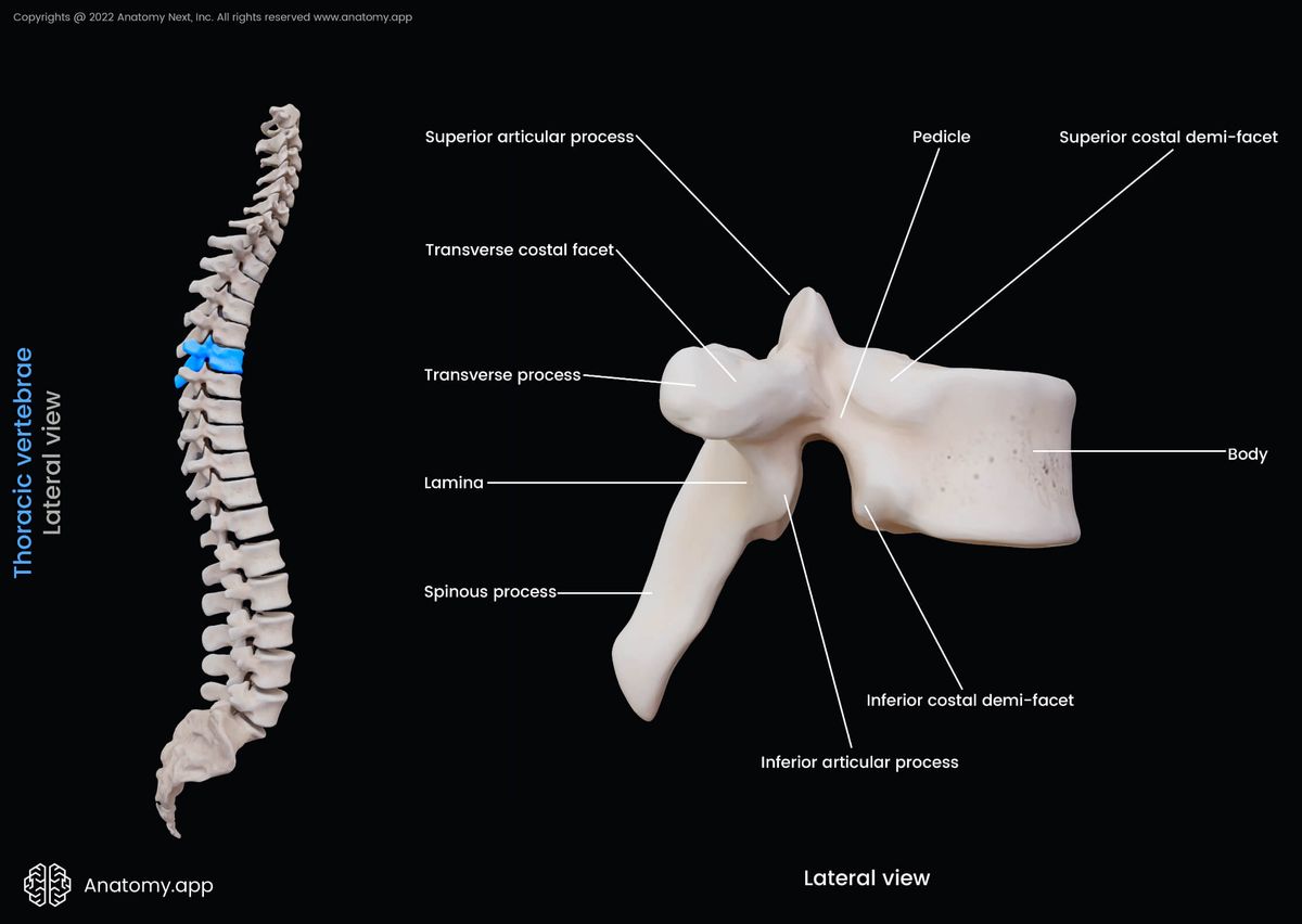 Thoracic vertebrae, Landmarks, Lateral view, Thoracic spine, Spine, Vertebral column