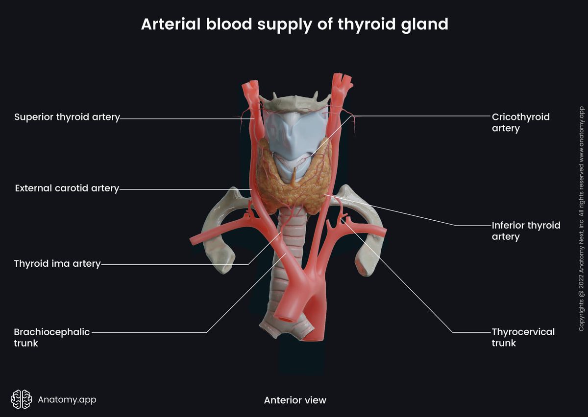 Thyroid gland, Arterial blood supply, Arteries, Larynx, Trachea, Anterior view, External carotid, Thyroid arteries, Brachiocephalic trunk, Thyrocervical trunk, Cricothyroid artery
