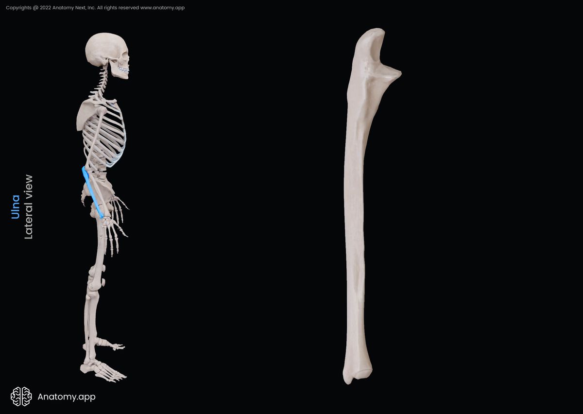Ulna, Forearm bones, Skeleton of forearm, Human skeleton, Upper extremity, Skeleton of upper extremity