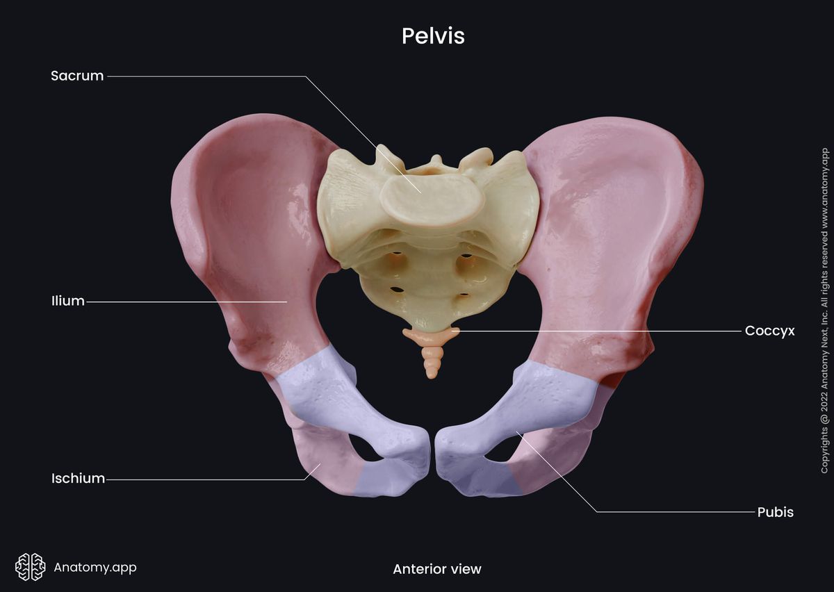 Pelvis, Pelvic bones, Hip bone, Ilium, Ischium, Pubis, Sacrum, Coccyx, Human skeleton, Anterior view of pelvis, Pelvic girdle