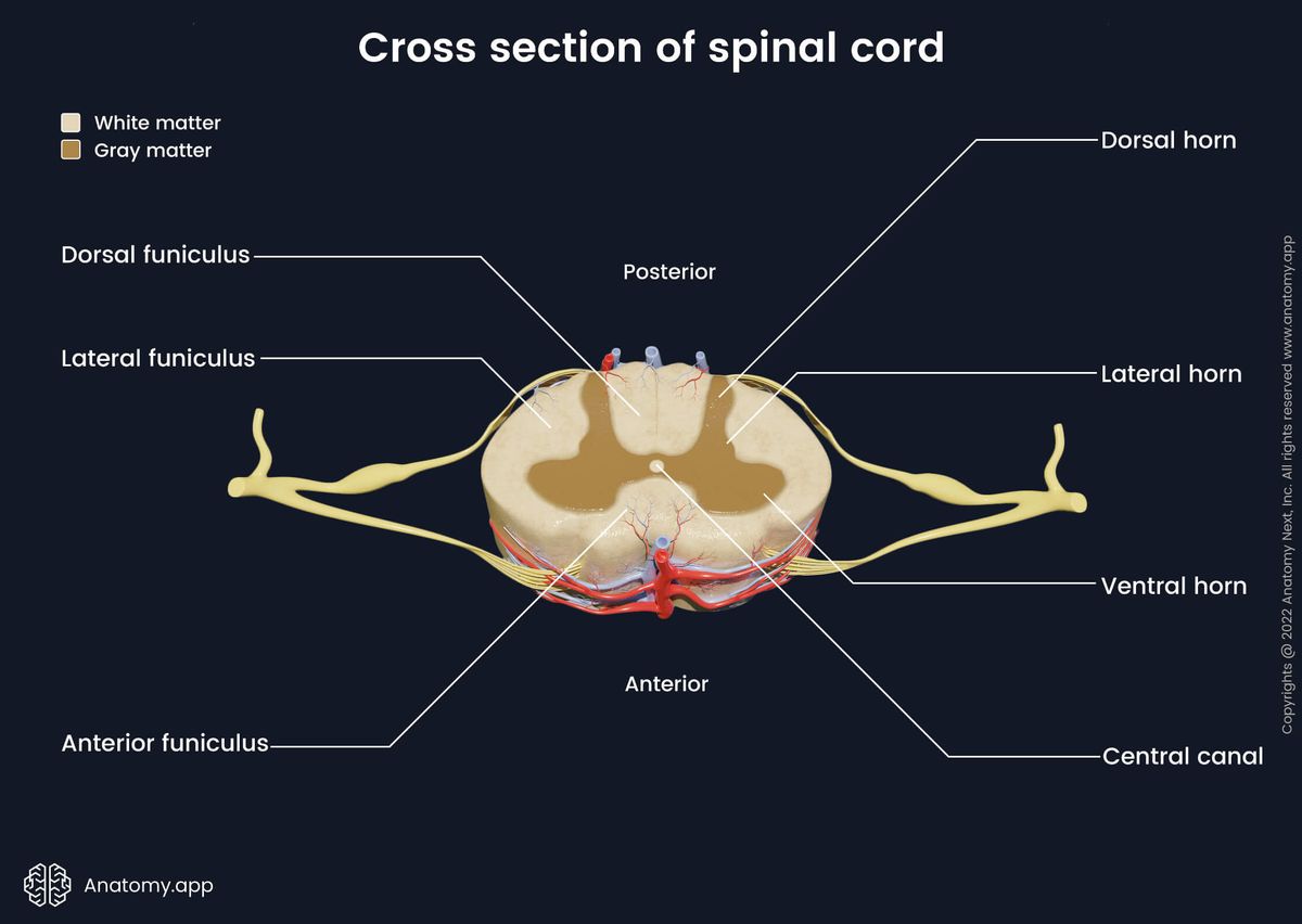 Spinal cord, Cross section, Gray matter, White matter, Spinal nerves