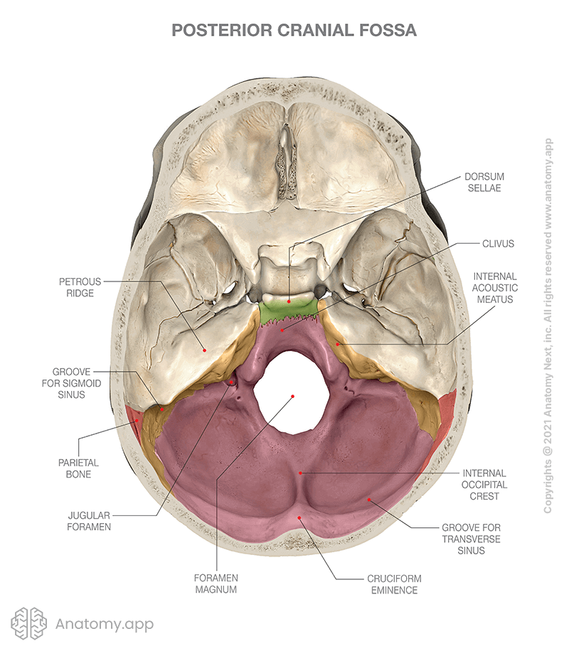 Internal cranial base, bones of posterior cranial fossa (colored)