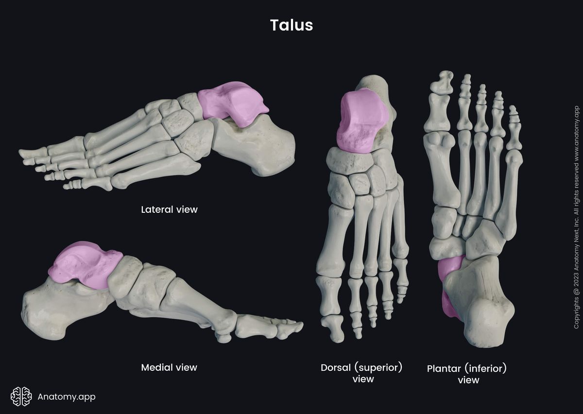 Human skeleton, Human foot, Foot bones, Skeleton of foot, Talus, Tarsals, Lateral view of talus, Dorsal view of talus, Plantar view of talus, Medial view of talus, Inferior view of talus, Superior view of talus, Skeleton of lower limb