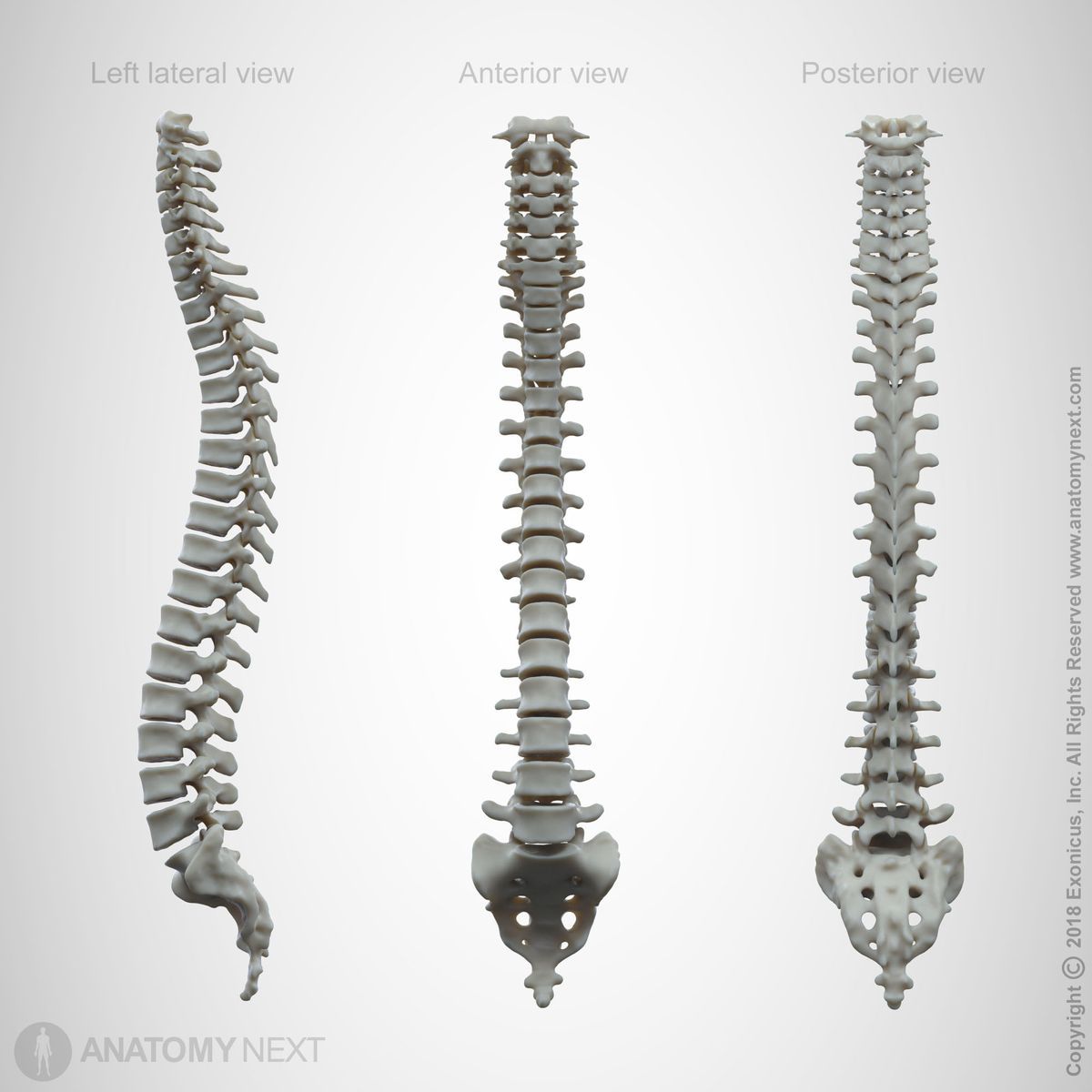 Spine (vertebral column, backbone), three views (left lateral, anterior, posterior)