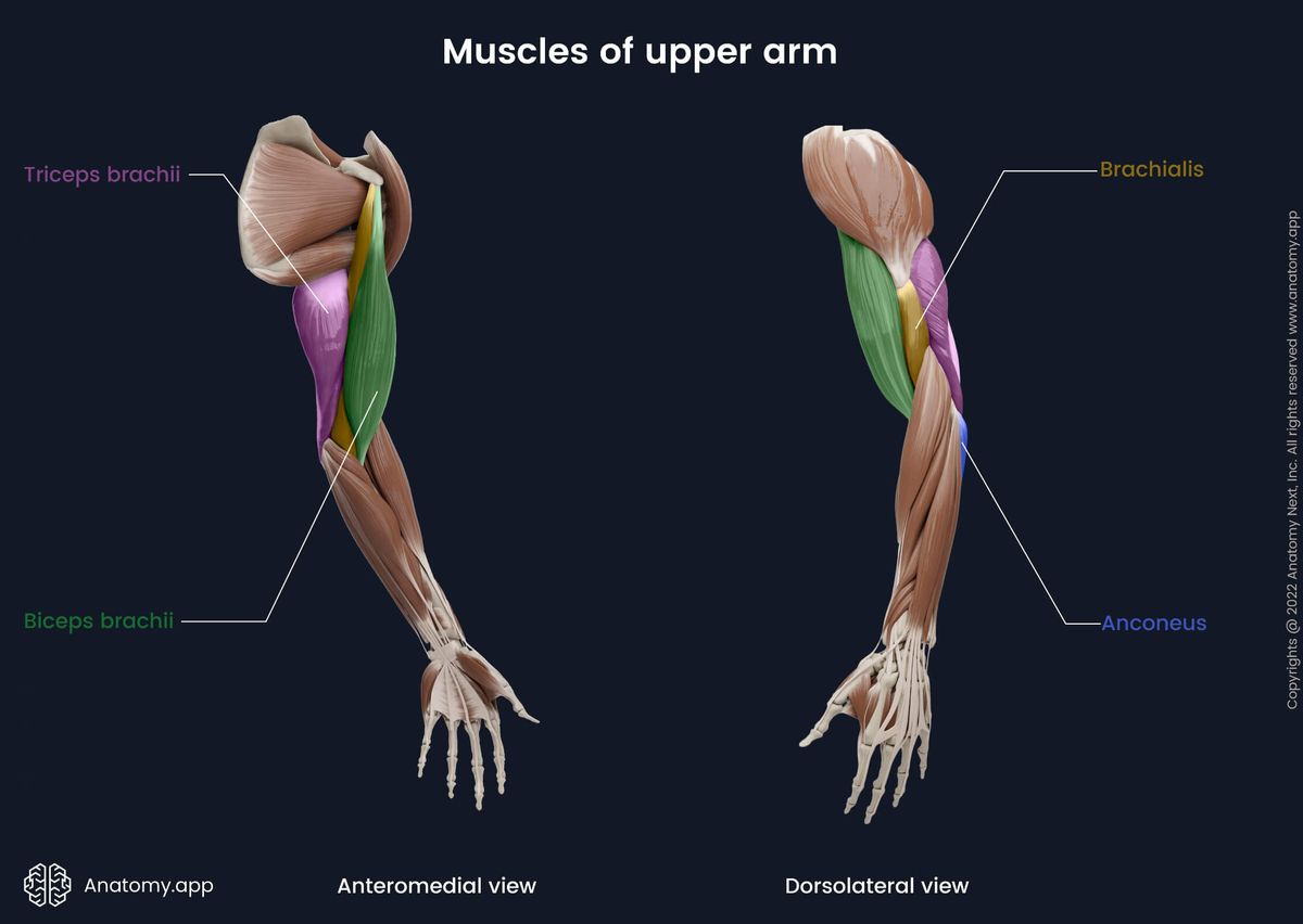 Upper arm muscles, Biceps brachii, Triceps brachii, Brachialis, Upper extremity, Muscles