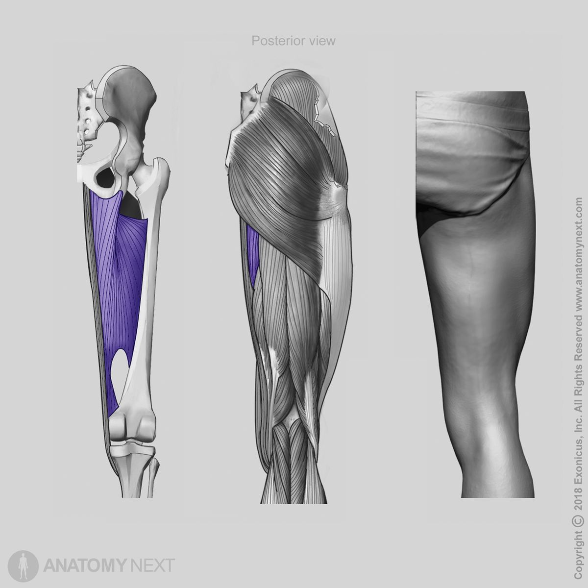 Adductor magnus, Anterior view of adductor magnus, Origin of adductor magnus, Insertion of adductor magnus, Thigh adductors, Thigh muscles, Medial compartment muscles, Medial compartment of thigh, Human muscles