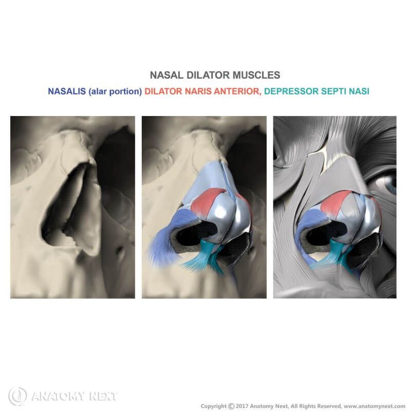 Nasal dilator muscles with origin and insertion
