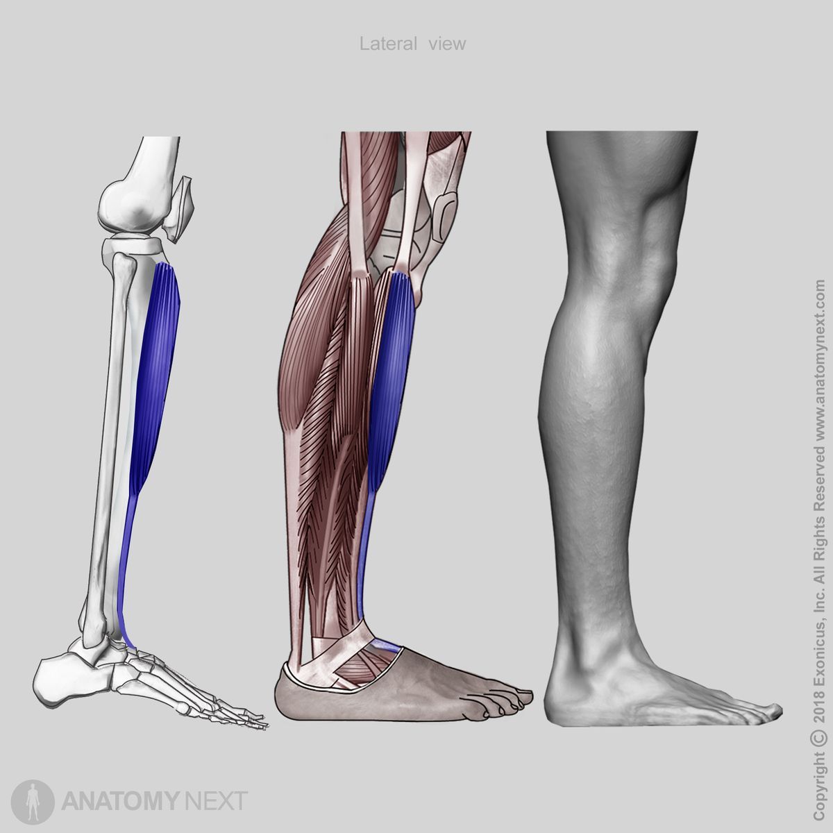 Tibialis anterior, Origin of tibialis anterior, Insertion of tibialis anterior, Anterior compartment of leg, Leg extensors, Leg muscles, Anterior compartment muscles, Human leg