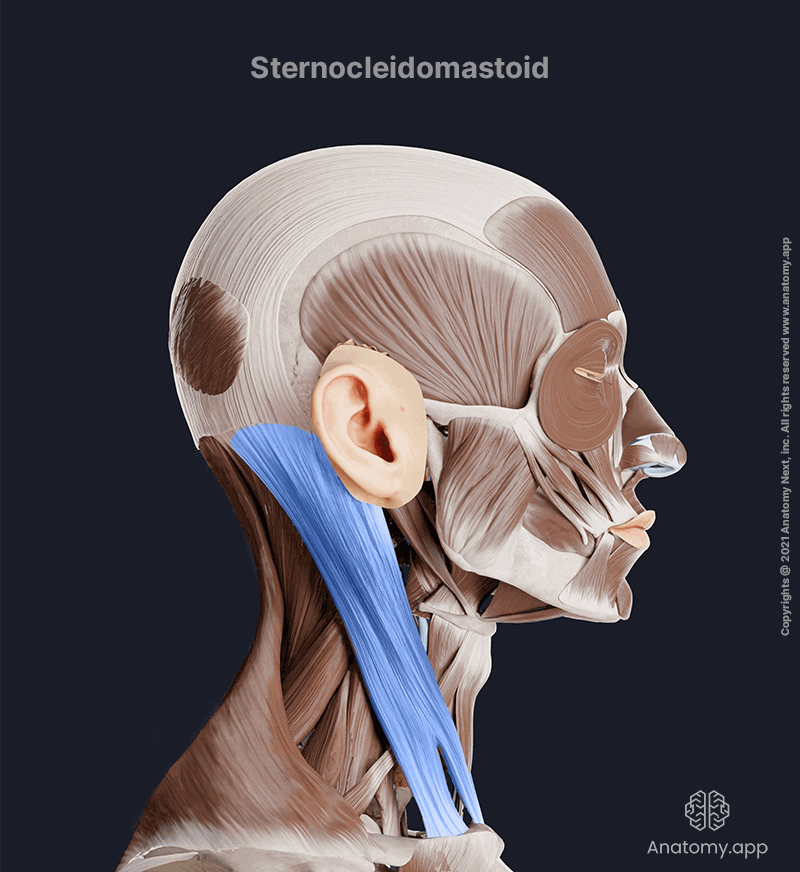 Sternocleidomastoid, Sternocleidomastoid muscle, Superficial neck muscles, Neck muscles, Anterior neck muscles, Head and neck muscles, Lateral view, Sternocleidomastoid muscle colored blue