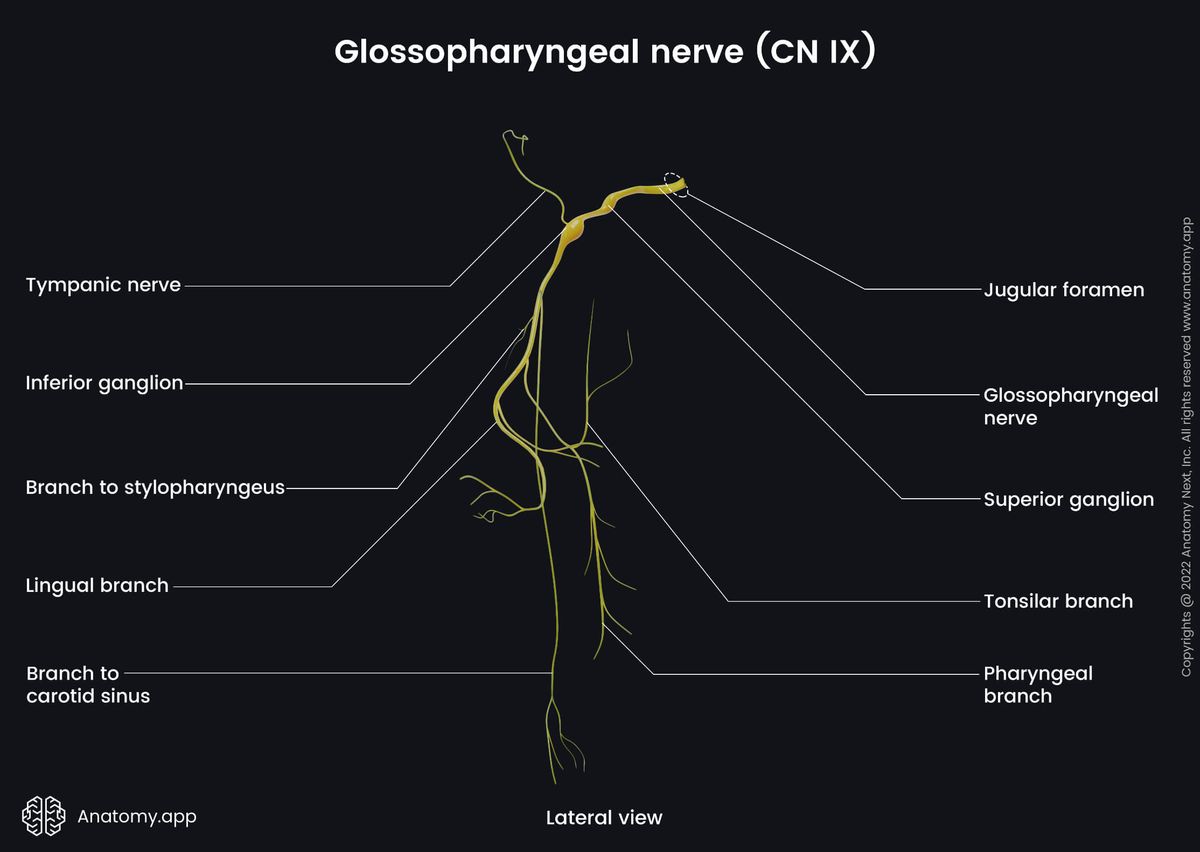 Cranial nerves, Glossopharyngeal nerve, CN IX, Head and neck, Nervous system, Lateral view