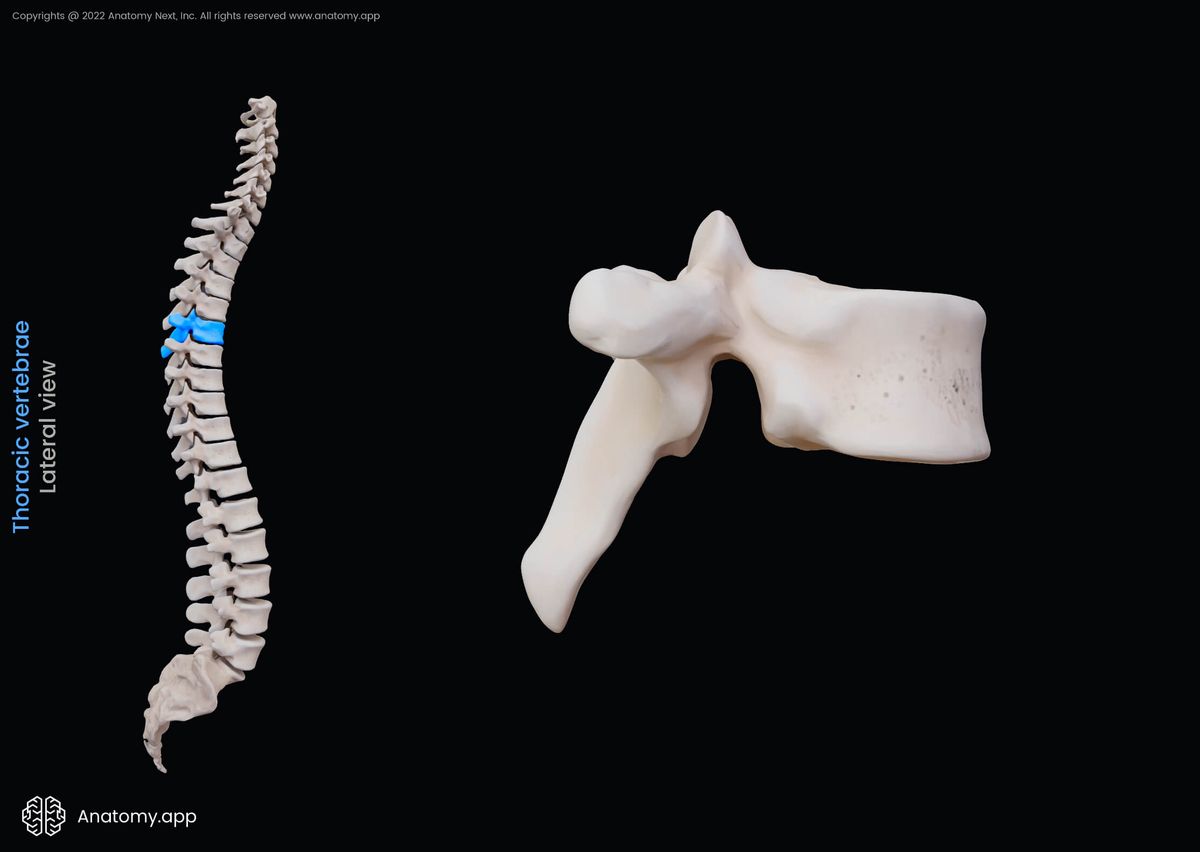 Thoracic vertebrae, Vertebra, Spine, Vertebral column, Lateral view