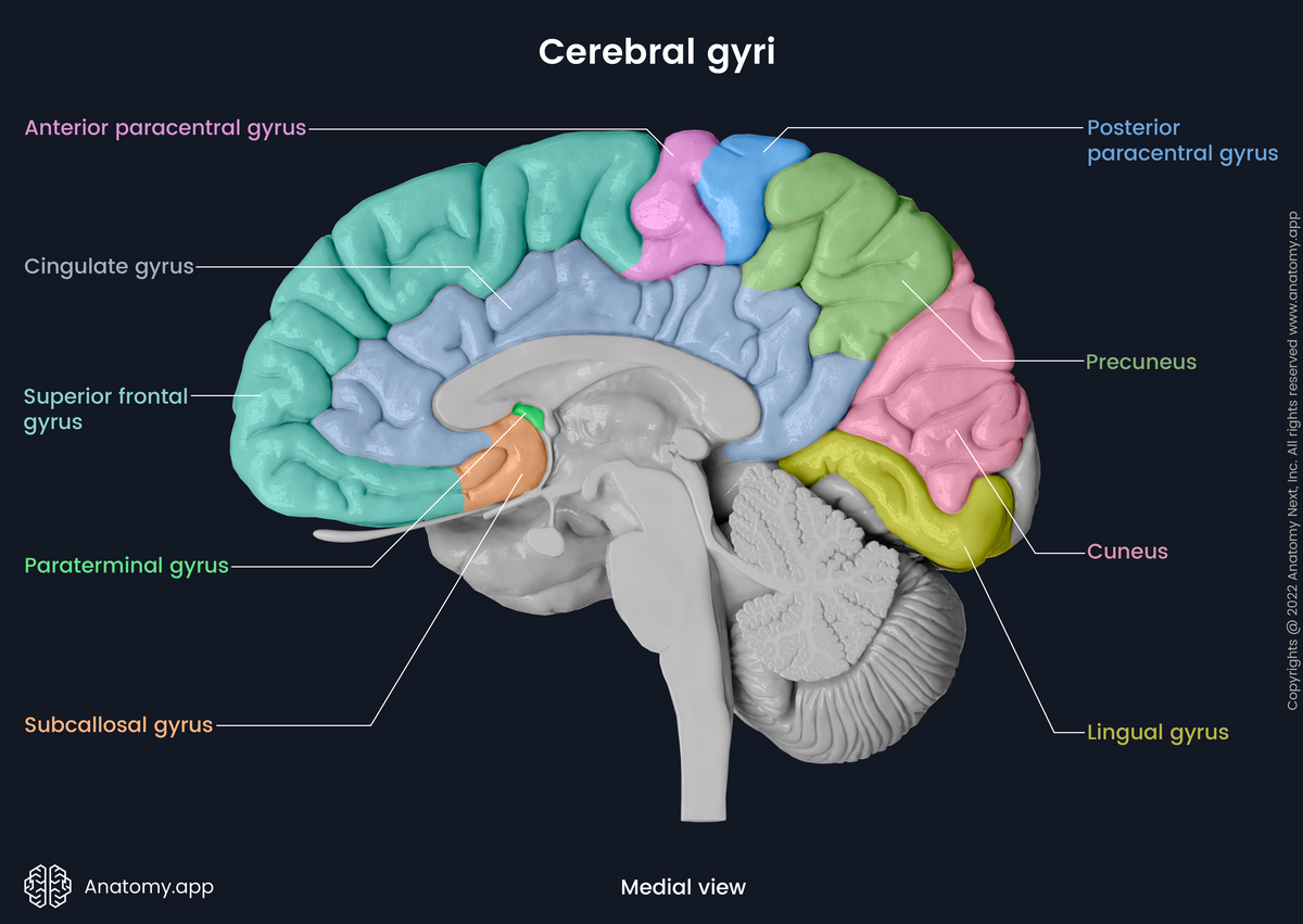 Brain, Cerebrum, Cerebral gyri, Gyri colored, Medial view, Cerebellum, Sagittal section of brain, Brainstem