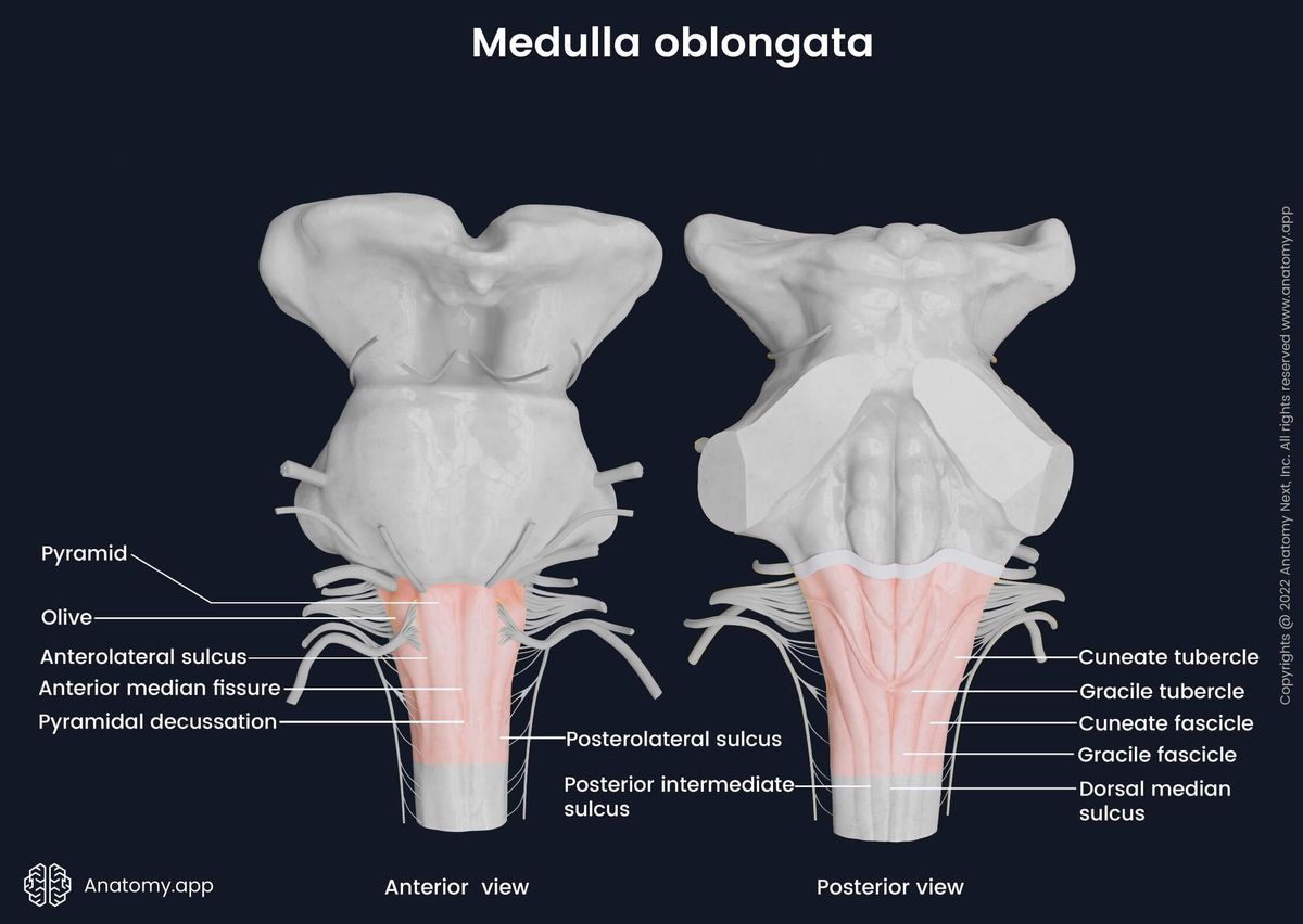 Medulla oblongata, anterior and posterior views, main anatomical landmarks