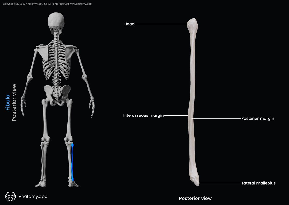 Fibula, Posterior view of fibula, Landmarks of fibula, Leg bones, Bones of leg, Skeleton of lower limb, Human leg, Human skeleton