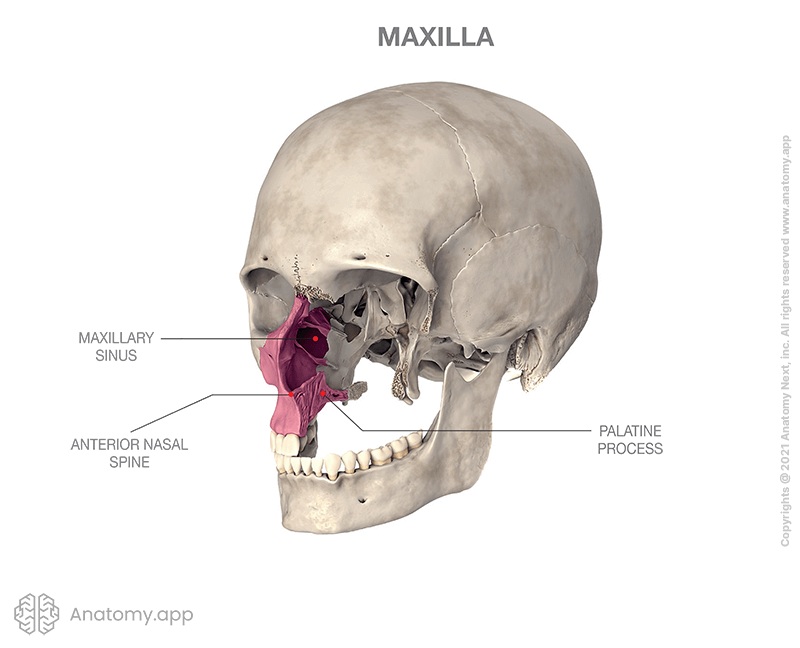 Maxilla (colored) inside of skull, maxillary sinus, palatine process, anterior nasal spine
