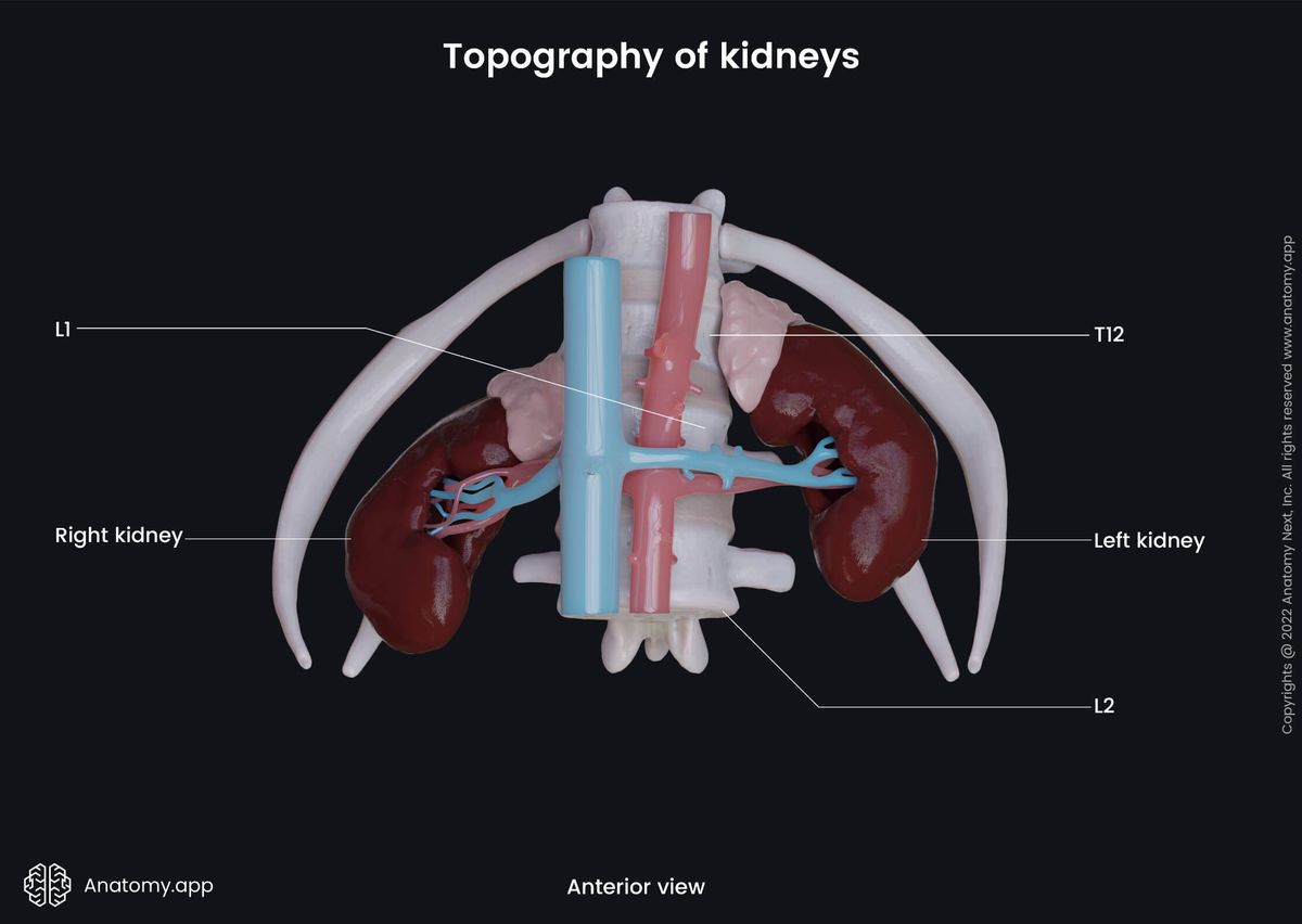 Urinary system, Cardiovascular system, Kidneys, Topography, Lumbar vertebrae, Lower ribs, Floating ribs, Inferior vena cava, Abdominal aorta, Renal arteries, Renal veins, Adrenal glands, Anterior view