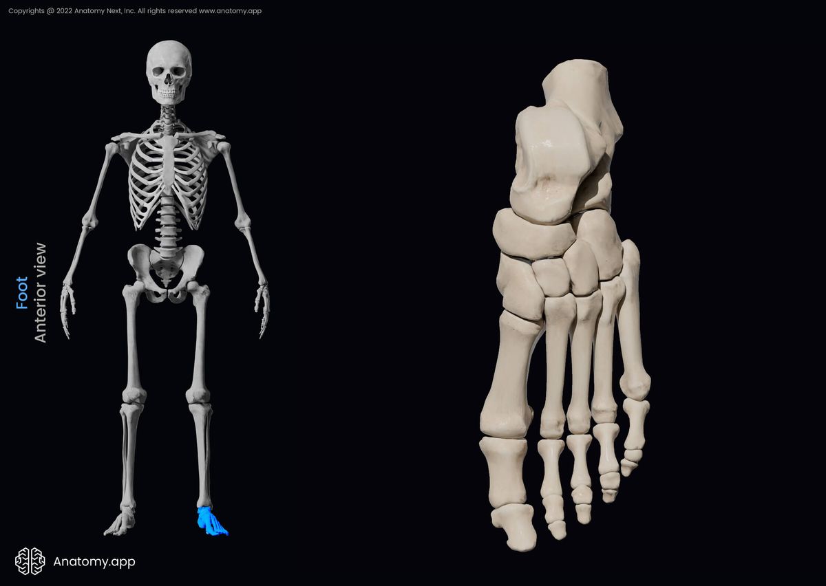 Foot, Bones of foot, Tarsals, Metatarsals, Phalanges, Dorsal view of foot, Dorsal surface of foot, Human foot, Human skeleton, Skeleton of lower limb