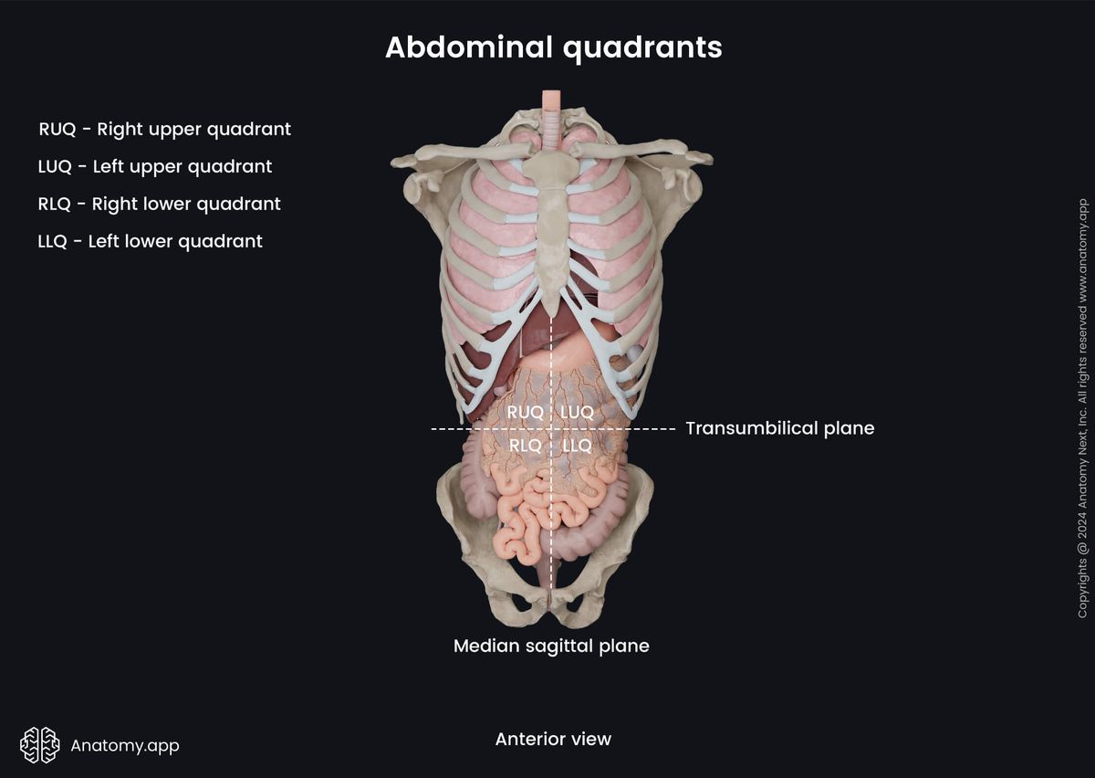 Anatomical terminology, Human skeleton, Abdomen, Abdominal quadrants, Anterior view