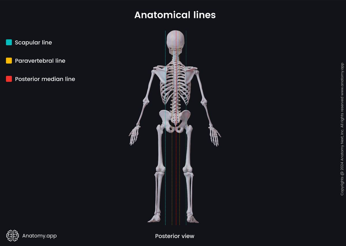 Anatomical terminology, Human body, Anatomical lines, Scapular line, Paravertebral line, Posterior median line