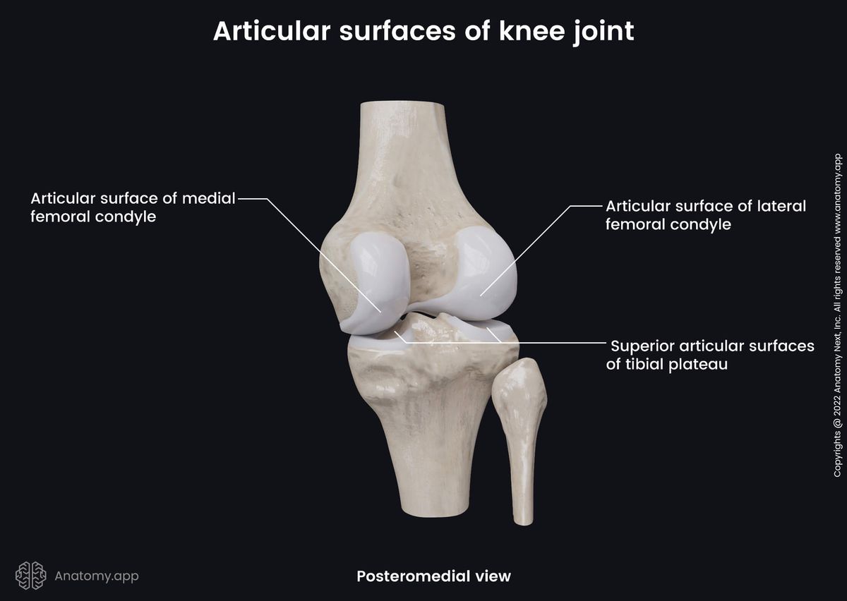 Knee joint, Articular surfaces, Bones of knee joint, Femur, Tibia, Fibula, Posteromedial view