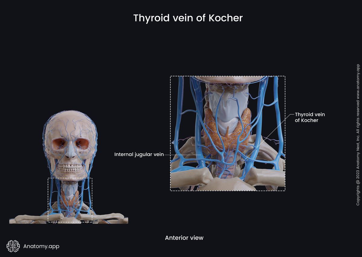 Veins of the head and neck, Superficial veins of the neck, Thyroid gland, Thyroid gland, Thyroid plexus, Thyroid vein of Kocher, Anterior view