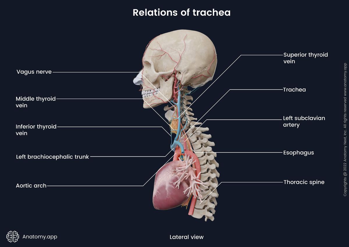 Trachea, Relations of trachea, Lateral view, Head and neck, Thoracic part, Cervical part, Esophagus, Spine, Heart