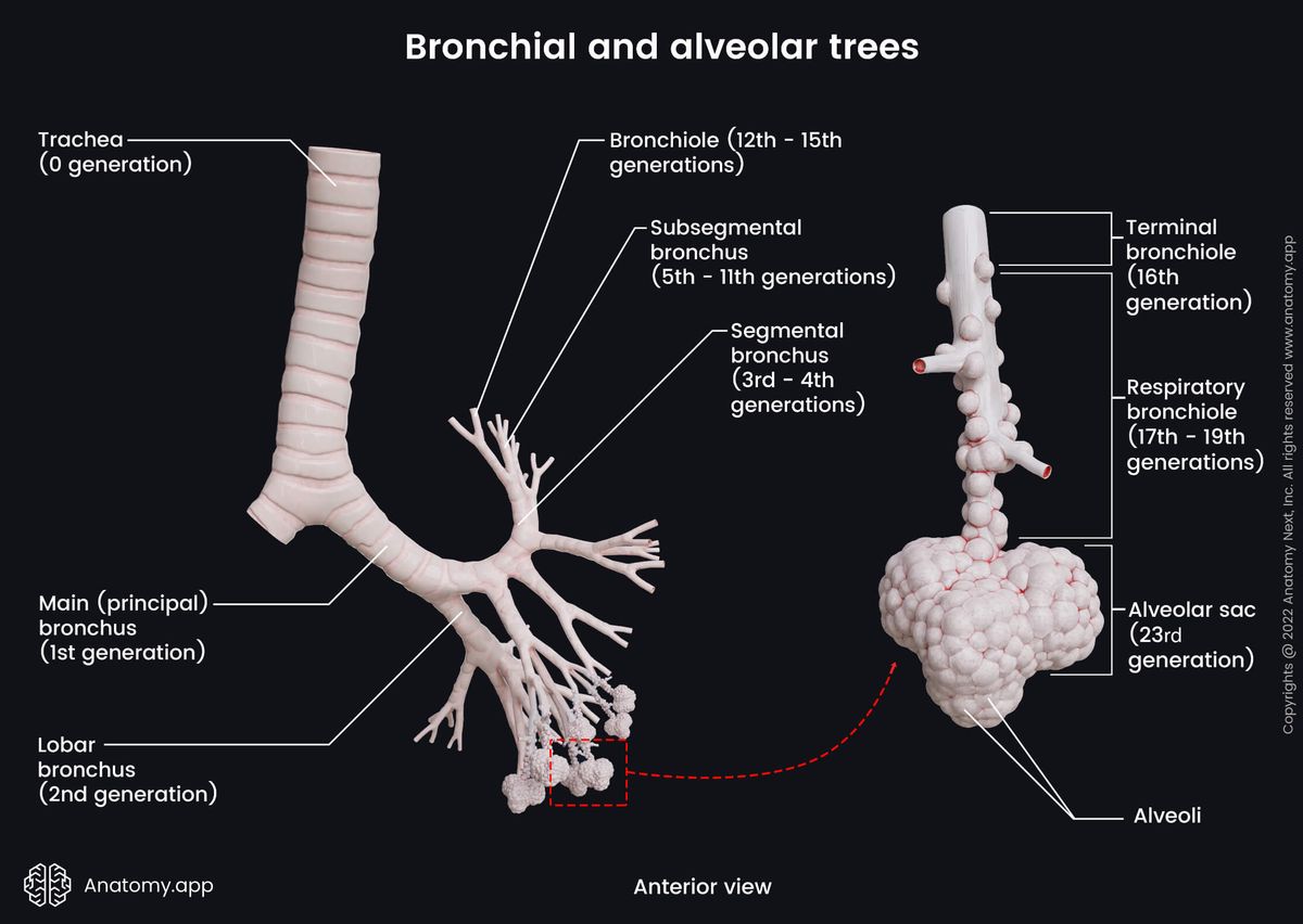 Lungs, Bronchial tree, Alveolar tree, Respiratory zone, Conducting zone, Transitional zone, Alveoli, Bronchioles, Trachea, Respiratory bronchioles, Alveolar sac, Anterior view