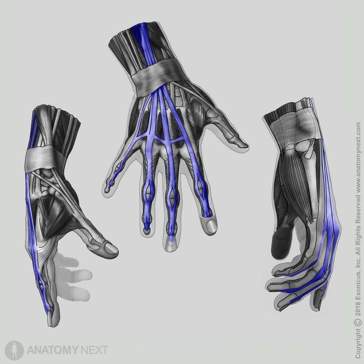 Extensor digitorum, Forearm muscles, Muscles of the forearm, Posterior compartment, Posterior compartment muscles, Posterior compartment of forearm, Human hand, Finger extension, Function of extensor digitorum, Action of extensor digitorum