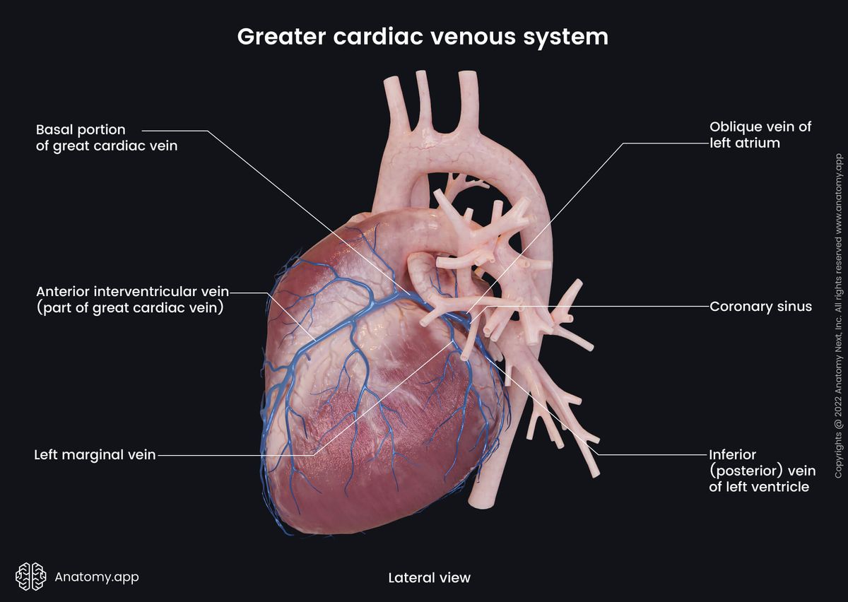 Heart, Coronary circulation, Cardiac veins, Greater cardiac venous system, Lateral view