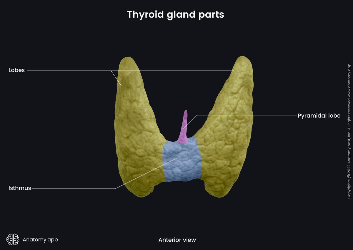 Thyroid gland, Parts, Isthmus, Lobes, Pyramidal lobe