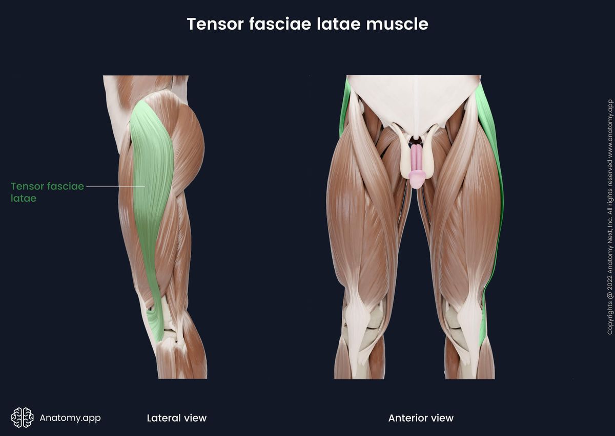 Tensor fasciae latae, Lateral view, Anterior view, Origin, Insertion, Thigh muscles