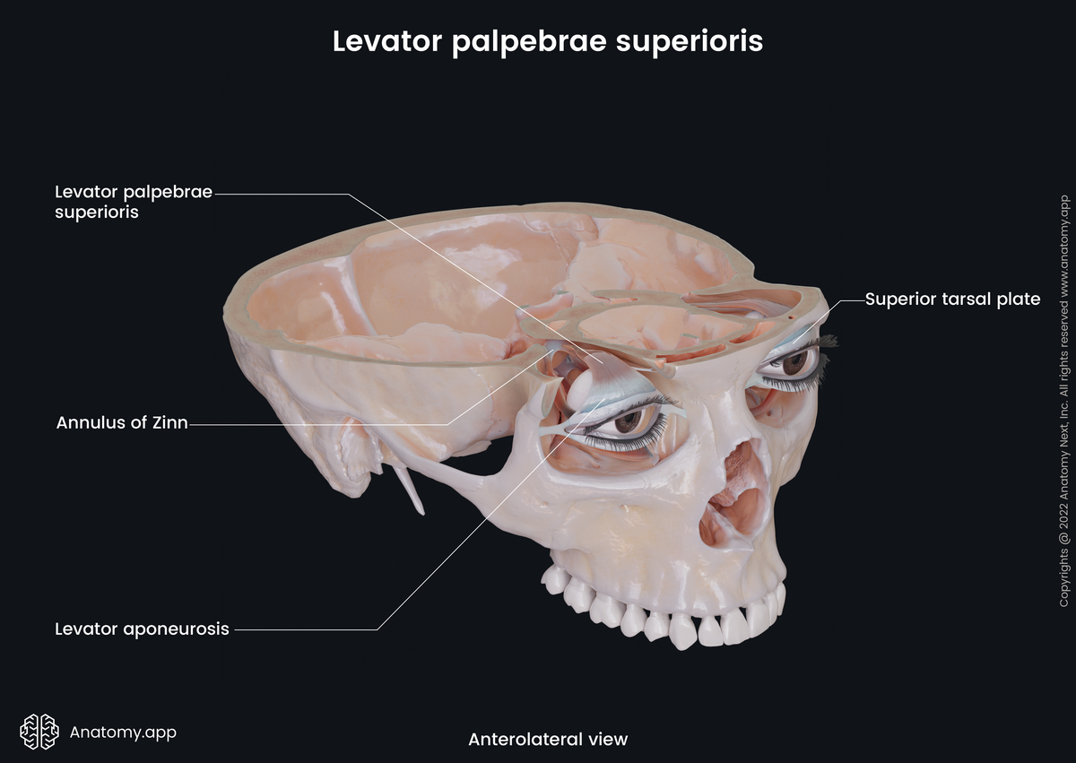 Extraocular muscles, Levator palpebrae superioris, Bony orbit, Skull, Anterolateral view