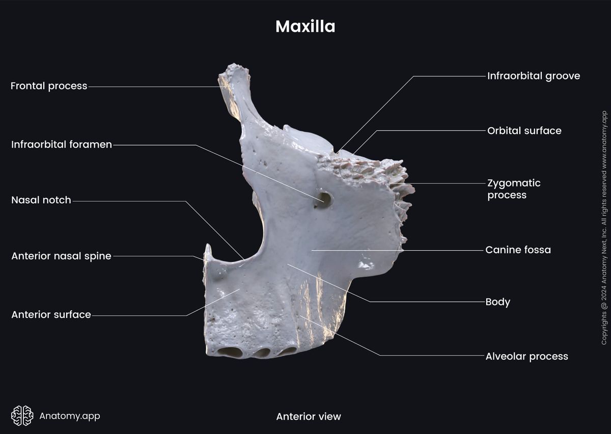 Head and neck, Skull, Viscerocranium, Facial skeleton, Maxilla, Upper jaw, Landmarks of maxilla, Anterior view