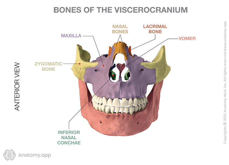 Part of skull, bones of viscerocranium, nasal, lacrimal, vomer, maxilla, zygomatic bone, mandible, inferior nasal concha (colored)