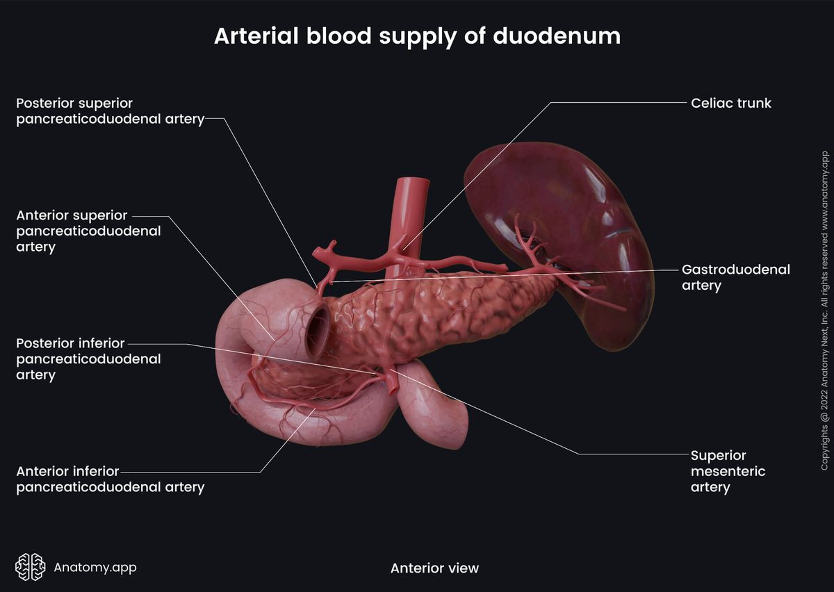 Digestive system, Abdomen, Gastrointestinal tract, Duodenum, Liver, Pancreas, Stomach, Arterial blood supply of duodenum, Celiac trunk, Superior mesenteric artery, Anterior view