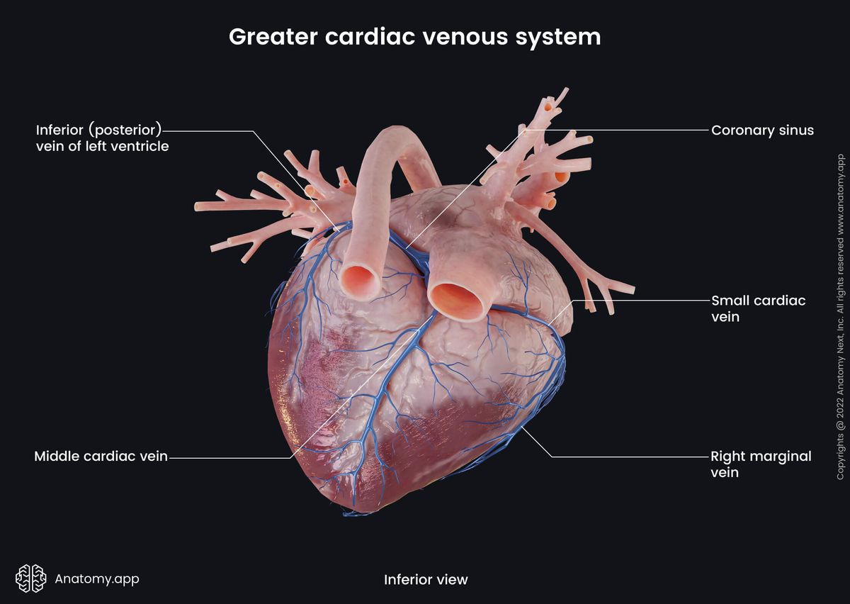 Heart, Coronary circulation, Cardiac veins, Greater cardiac venous system, Inferior view