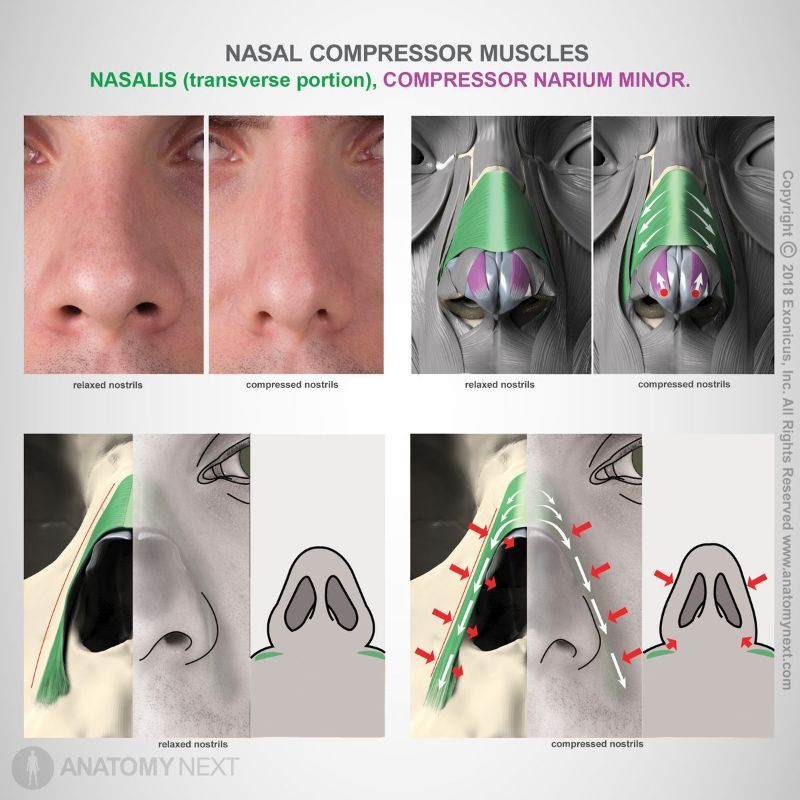 Action of transverse nasalis, Function of transverse nasalis, Action of nasalis, Transverse nasalis, Nasalis