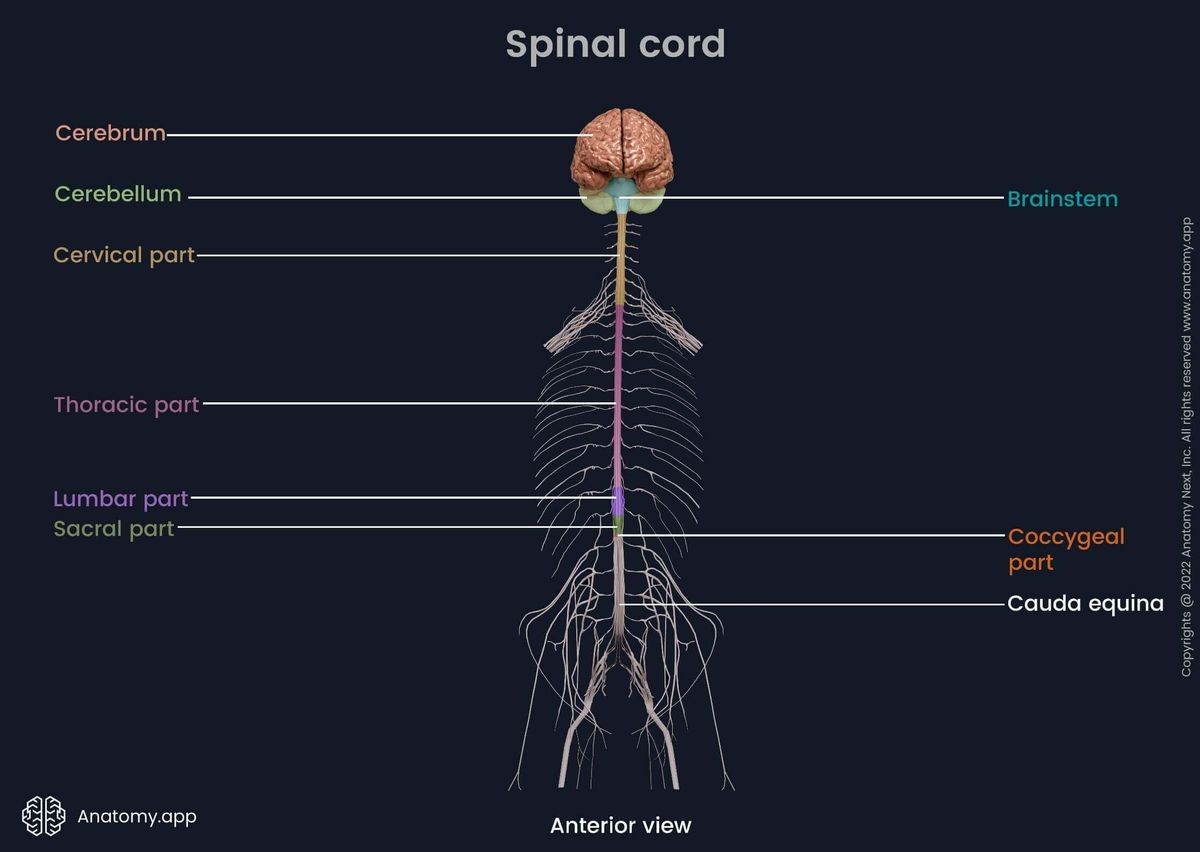 Spinal cord parts colored