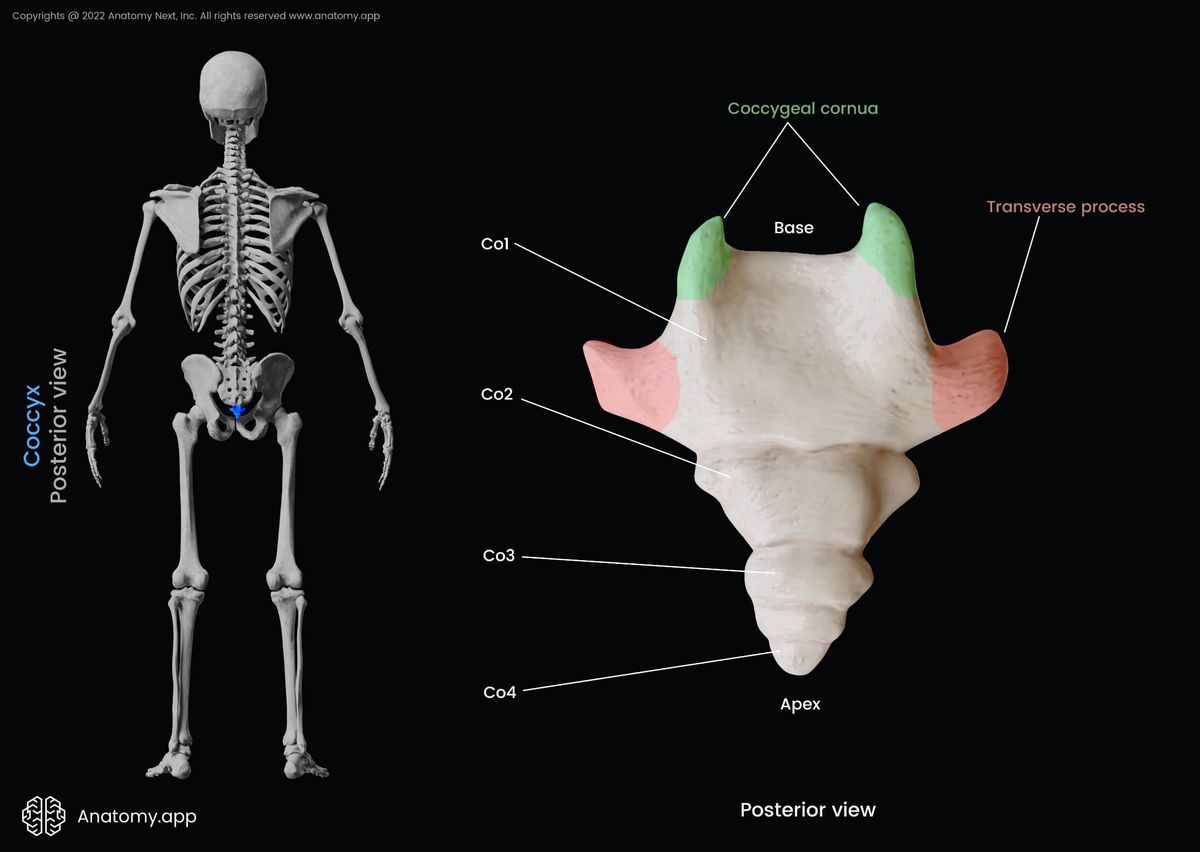 Coccyx, Tailbone, Coccygeal vertebrae, Posterior view, Landmarks, Vertebra, Spine, Vertebral column, Human skeleton