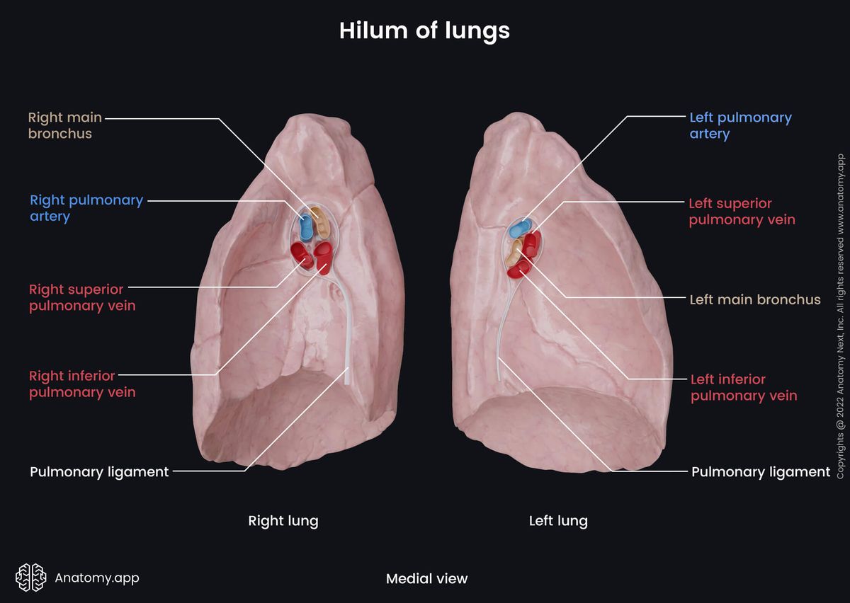 Lungs, Medial surface, Hilum of lungs, Root of lungs