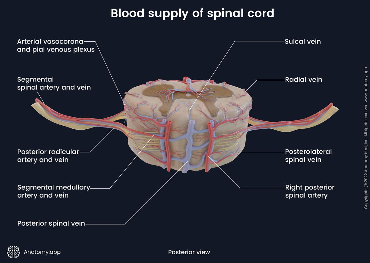 Spinal cord, Blood supply, Cross-section, Arterial blood supply of spinal cord, Arteries of spinal cord, Venous drainage of spinal cord, Veins of spinal cord, Posterior view, Dorsal view, Spinal nerves, Spinal roots, Gray matter, White matter