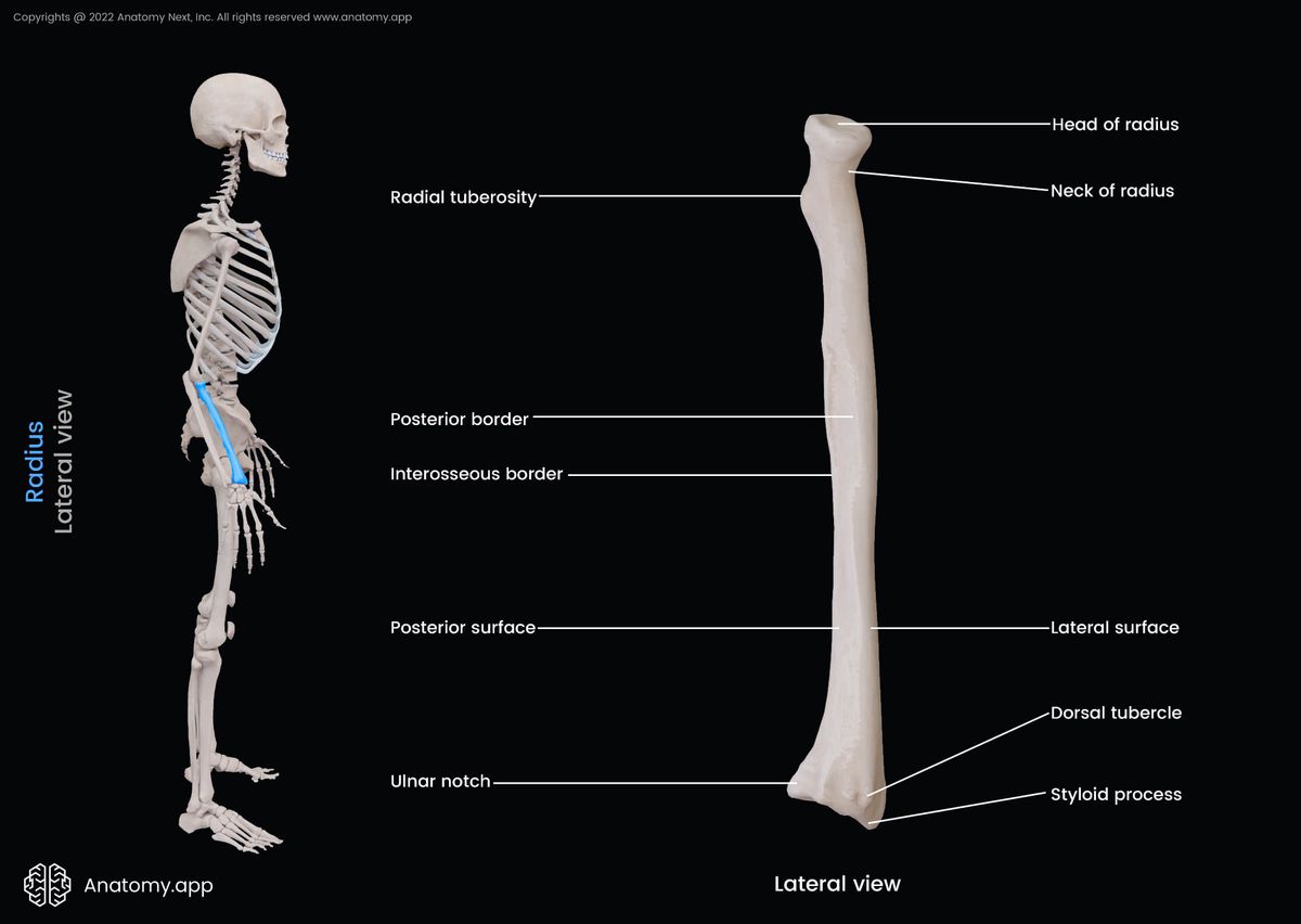 Radius, Lateral view, Landmarks, Skeleton of forearm, Forearm bones, Arm bones, Human arm, Human skeleton