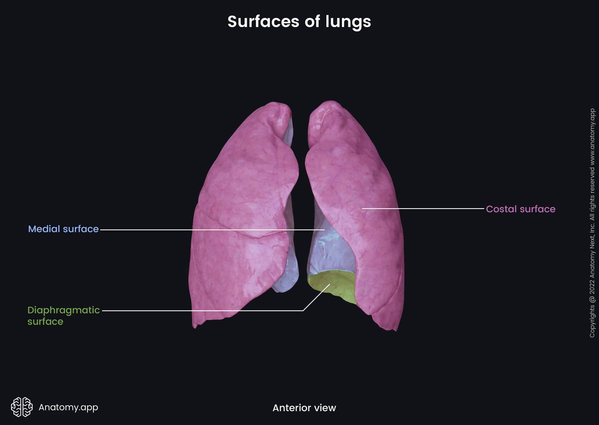 Lungs, Surfaces, Medial surface, Costal surface, Diaphragmatic surface, Anterior view