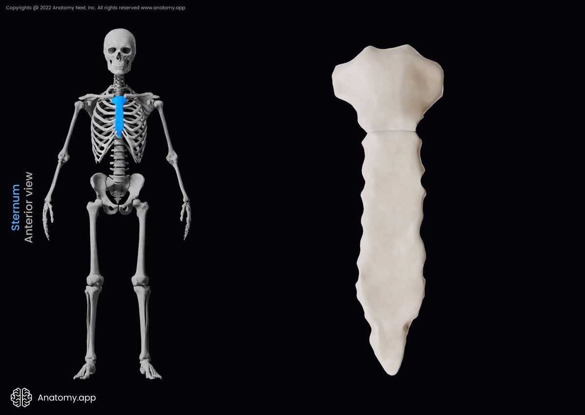 Sternum, Breastbone, Thorax, Rib cage, Bones of thorax, Bones of rib cage, Skeleton of trunk, Human skeleton, Anterior view of sternum
