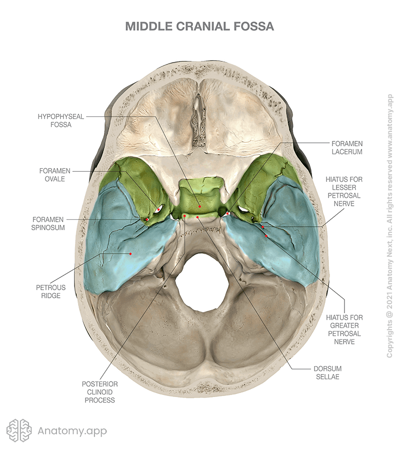 Internal cranial base, bones forming middle cranial fossa (colored)